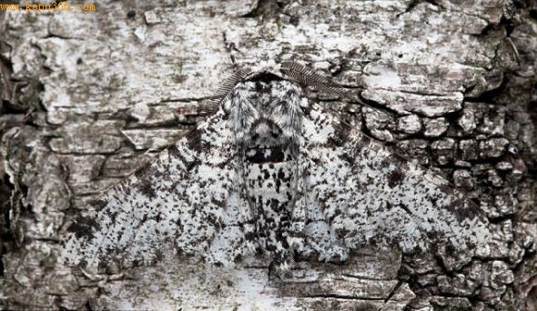 һֻαװĽ(peppered moth) ſڵ±¼ҺԺİ