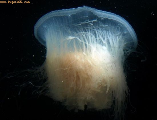 ɱͬࣨͼƬԴMary Elizabeth Miller, Dauphin Island Sea Lab