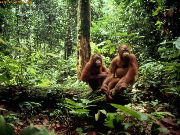  ɣ��������