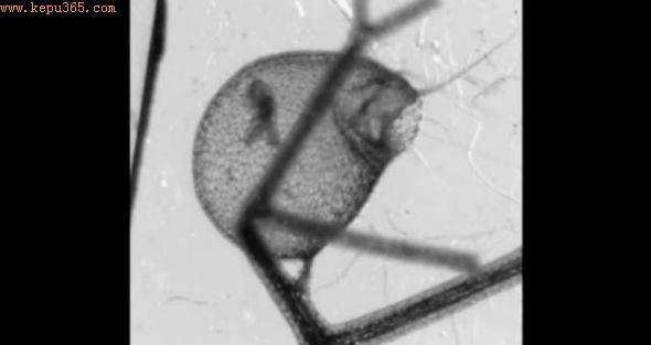 һգ�۵Ĺ��������Ѿ����������׼����ʼ��������ʳ����