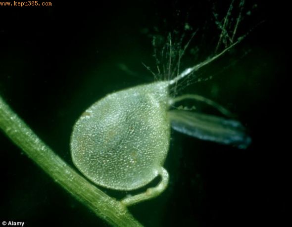 ����ֲ��СС��ˮ������ƽʱ��������״̬���������￿����������������ϵġ�������ë��������������壬��������������