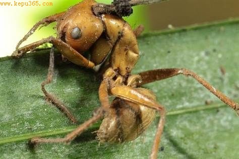 һֻ���������ϣ�����ǰ���ѱ�ĳ�ּ����������