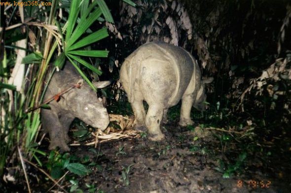 ĸӣͼƬԴUjung Kulon National Park and WWF