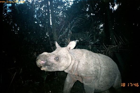 Ϭţ֮ȣͼƬԴUjung Kulon National Park and WWF