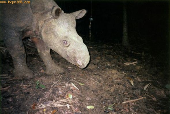 ϬţգͼƬԴUjung Kulon National Park and WWF