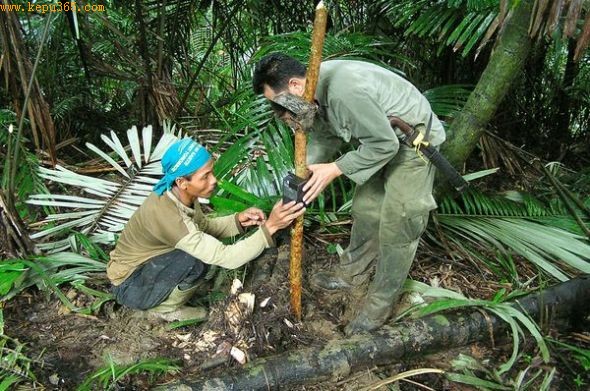 壨ͼƬԴUjung Kulon National Park and WWF