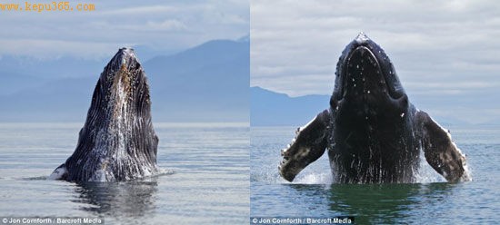 Ϊ��������Щ��Ƭ������˼�ڳ���4���ʱ�������Щ�����й۲����ʱ������12�ܡ�