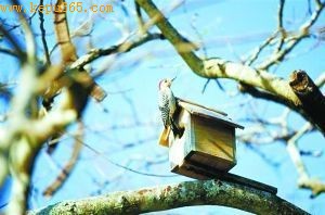ڱбϷҰҲбϷǾڹ԰ֳ˹񳲡(ͼ)