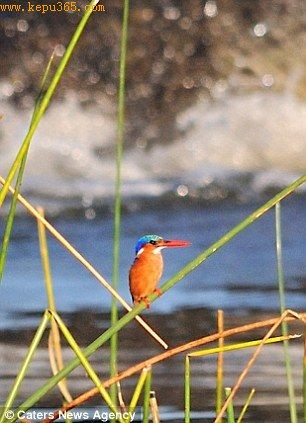 ��ֻ�����ƺ���û����ǰ�ľ�����ȫ����������ʱ׼����������һ￿��ʱѸ�ٷ��ߡ�