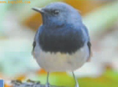 �ں���� ��Ӱ/���� �ɶ��̱�