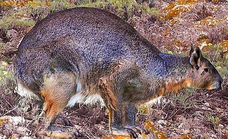 ������÷ŵ���������־���û�������в����˻᳤��ô�󡣿�ѧ�ҷ��ֵľ��û�ʯ�����������Ƴɸ�ͼ��