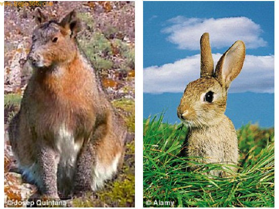 Ŀ����͡������С��÷ŵ��������(��)��һֻ�ִ����ӡ�