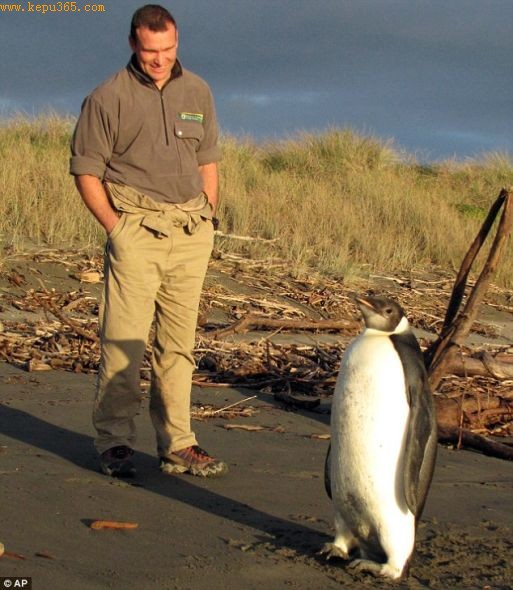 ר����Ϊ����ֻ2Ӣ�ߣ�60.96���ף��ߵĵ�����ڸ���Ⱥ��Ѱ���������Ϻʱ��ʧ�˷�������һ�κ������п�����Ҫ����1����