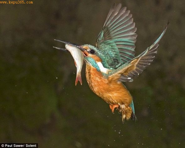 ���㣺��Ӱʦ���ֶ��ں��з���һ���޴�Ĳ���ˮ�أ����������������������������