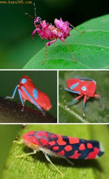 ��ɫ����