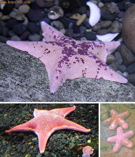 ��ɫ����