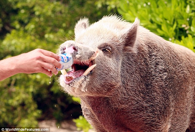 �Ҹ���С��ÿ���ڼ��ձȺ�����������ˬ�ĺ�ˮԡ