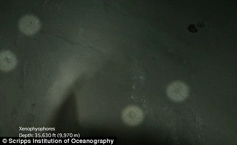 ��Xenophyophores��������ӡ����̵ľ������Ĵ�С�����ĵ���ϸ��ֱ���������Գ���10���ף��Լ������ں����Ϸֲ�������֮�࣬���������ں�����̬ϵͳ�а��ݵĽ�ɫ��