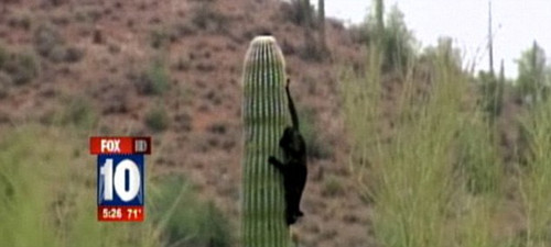 �������ƶ�����3���Сè���������ص��档