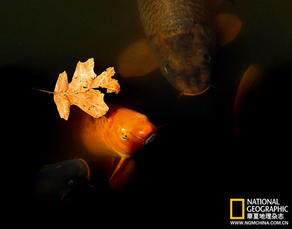 ����ʥ·��˹ֲ��԰�һβ�ƽ��������һƬ��Ҷ�·���