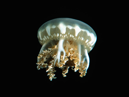 ���׳����ˮĸ