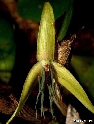 ҹŵѧBulbophyllum nocturnumԱдԼ2.5֣ĿǰֵҹƷ־ֻһ