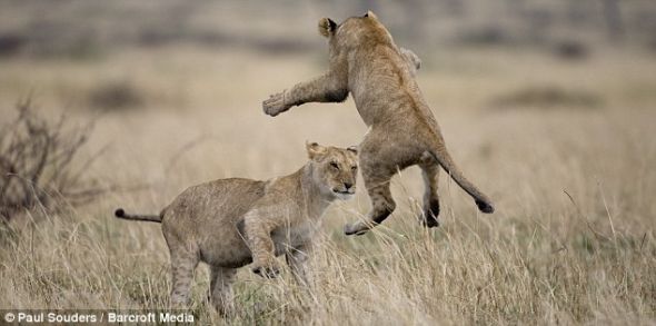 �ڿ��������������������Ĳݴ�����ˣʱ��һͷСʨ��Ծ�����