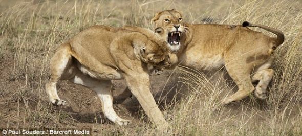 ��ͷʨ��Ϊ�����ڸñ�������ͳ�ε�λ����ս��������ʨ�ӡ�����Ϭţ��Ұţ�ıӻ���