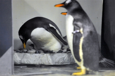 �������ǻ���С��졣