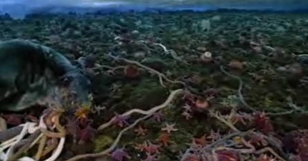 �����������ʱ����һ�𣬷�������һֻ���뺣�׵�������