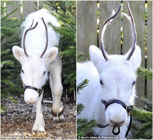 ��ͨѱ¹ӦΪ��ɫ����ɫ����ɫѱ¹���ֵļ��ʽ����֮һ��