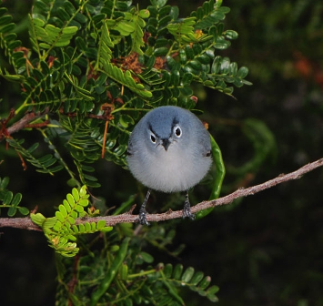 ��ʵ�桰��ŭ��С�񡱣�һֻ����ر����ַ�����ŭ��Բ����������Ӵ���