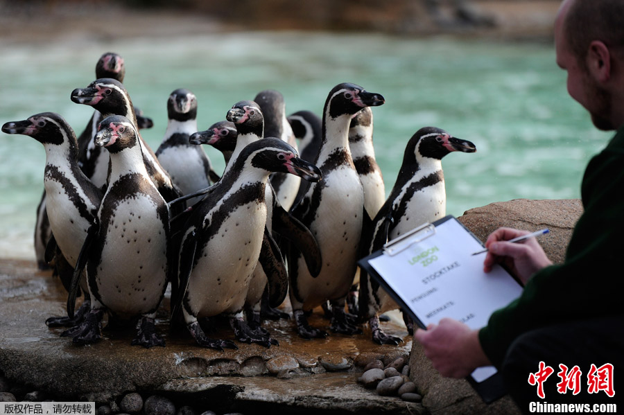 1��4�գ�Ӣ���׶أ��׶ض���԰����һ��һ�ȵĶ�����̵㣬С���������ܣ����ϻ����գ���Ҫ�ϸ��չ��½����̵㱸����ͼΪ������ԱΪһֻ�ϻ�������������顣