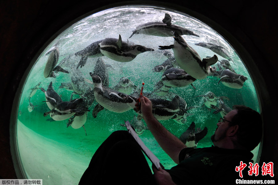 1��4�գ�Ӣ���׶أ��׶ض���԰����һ��һ�ȵĶ�����̵㣬С���������ܣ����ϻ����գ���Ҫ�ϸ��չ��½����̵㱸����ͼΪ������ԱΪһֻ�ϻ�������������顣