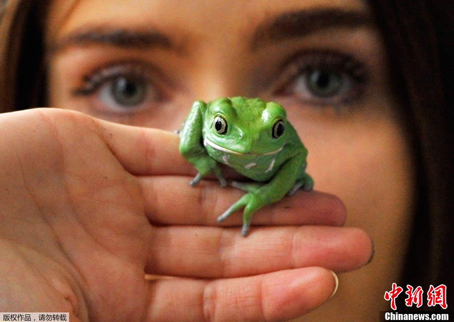 1��4�գ�Ӣ���׶أ��׶ض���԰����һ��һ�ȵĶ�����̵㣬С���������ܣ����ϻ����գ���Ҫ�ϸ��չ��½����̵㱸����ͼΪ������ԱΪһֻ�ϻ�������������顣