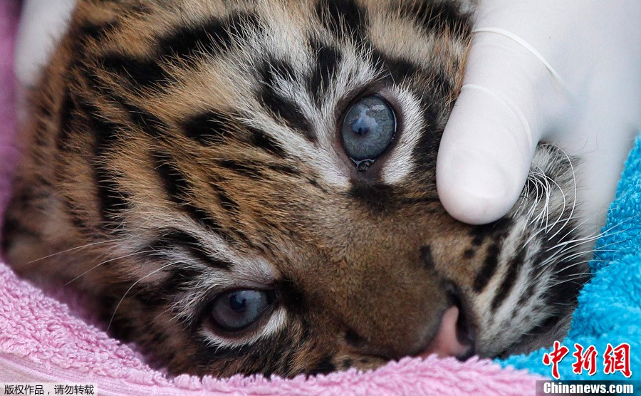 1��4�գ�Ӣ���׶أ��׶ض���԰����һ��һ�ȵĶ�����̵㣬С���������ܣ����ϻ����գ���Ҫ�ϸ��չ��½����̵㱸����ͼΪ������ԱΪһֻ�ϻ�������������顣