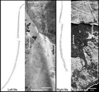 1.65ǰʯгƬķ֣٪޼ʱڵڵһƵСͼƬԴJun-Jie Gu et al., PNAS Early Edition (2012)