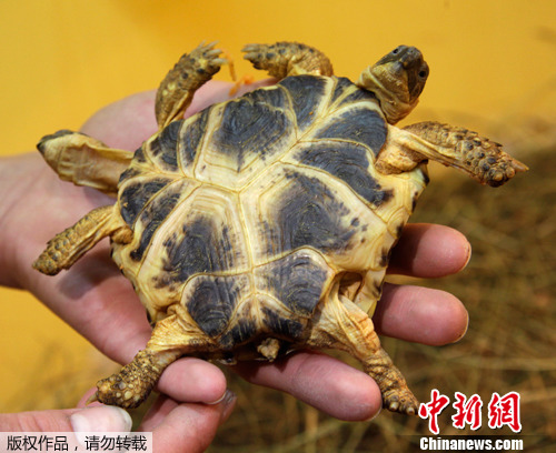 2012��3��5�գ����ڿ��������Ĺ�����ʷ������������Աչʾһֻ˫ͷ�ڹ꣬��ֻ�ڹ��Ʒ��Ϊ��צ½�ꡣ